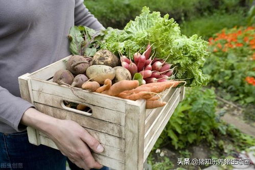 中國農(nóng)產(chǎn)品 機(jī)遇與未來潛力共舞